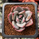 Echeveria 'White Champaign' 1" Succulent Plant