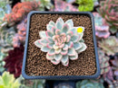 Echeveria 'Mebina' Variegated 1" Succulent Plant