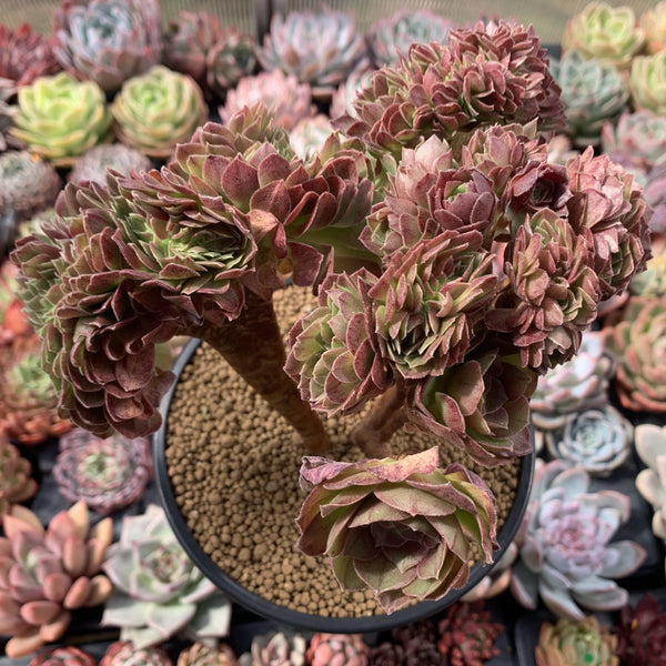 Aeonium 'Halloween' Crested Cluster Large 7"+ Succulent Plant