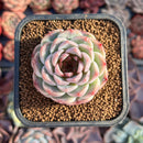 Echeveria 'Red Velvet' 2" Succulent Plant