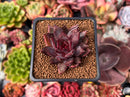 Echeveria Agavoides 'Nike' 2" Succulent Plant
