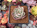 Echeveria 'Strictiflora' 2" Succulent Plant