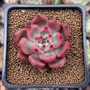Echeveria Agavoides 'Hongro' 2" Succulent Plant