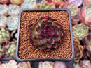 Echeveria 'Rosa Pink' 1" Succulent Plant