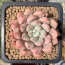 Echeveria 'Zaragoza' Hybrid 1"-2" Succulent Plant