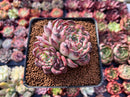 Echeveria 'Marcel' 2" Cluster Succulent Plant