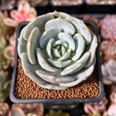 Echeveria 'Snow Shower' 2" Succulent Plant