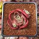 Echeveria 'Red Tan' 1" Succulent Plant