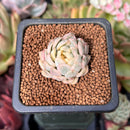 Echeveria 'Mebina' Variegated 1" Succulent Plant