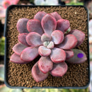 Echeveria 'Polari Heart' 2" Succulent Plant