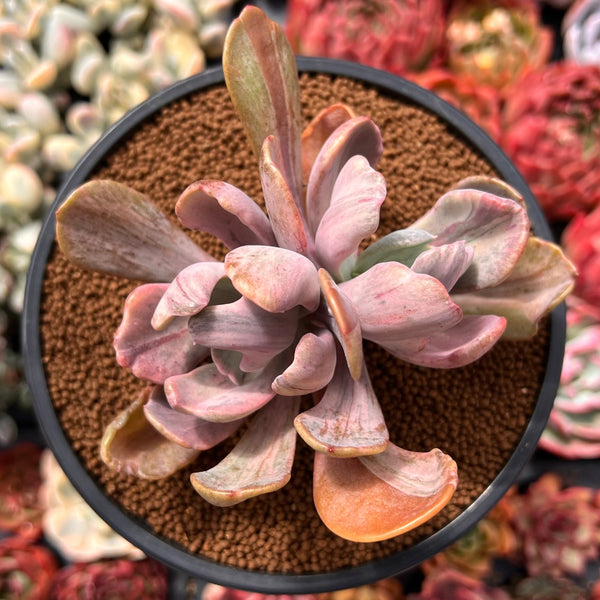 Pachyveria 'Jocelyns Joy' Variegated 4" Succulent Plant
