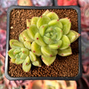 Echeveria 'Coco' 2" Cluster Succulent Plant