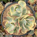 Echeveria 'Enfant' Variegated Cluster 5" Large Succulent Plant