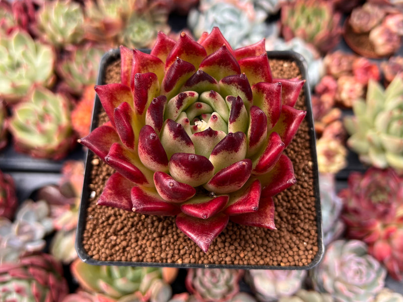 altenew mega succulent Echeveria Agavoides 'Sarabony' Super clone 3" Succulent Plant – True Succulents Plant Co
