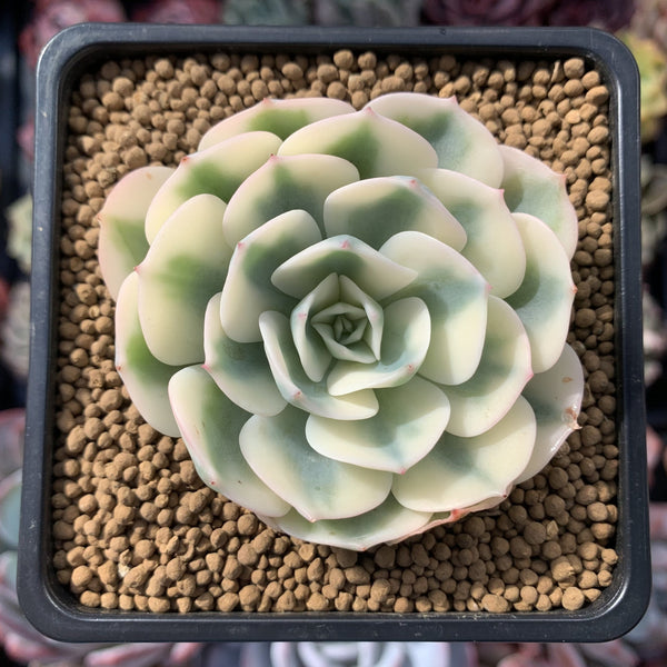 compton carousel succulent care Echeveria 'Compton Carousel' 3" Succulent Plant – True Succulents Plant Co