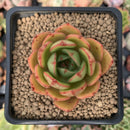 Echeveria Agavoides 'Salu' 2" Succulent Plant