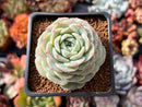 Echeveria 'Pure Love' 2" Succulent Plant