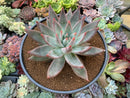 Echeveria 'Tolimaneis' Hybrid 6" Succulent Plant