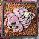 Echeveria 'Hamilton' 2" Cluster New Hybrid Succulent Plant