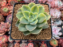 Graptoveria 'Harry Watson' Variegated 4" Succulent Plant