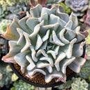 Echeveria 'Exotic' 4" Succulent Plant