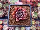 Echeveria Agavoides 'Red Tip' 1" Succulent Plant