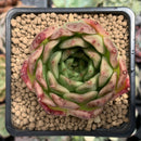 Echeveria Agavoides 'Elizabeth' 2" Succulent Plant