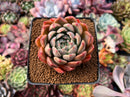 Echeveria 'Momentum' 3" Succulent Plant