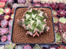 Echeveria 'Black Hawk' 2" Succulent Plant