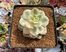 Echeveria 'Nicksana' Variegated 2"-3" Succulent Plant