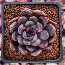 Echeveria 'Purple Zaragoza' 2" Succulent Plant