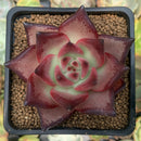 Echeveria Agavoides 'Pink Blossom' 2"-3" Succulent Plant