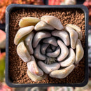 Echeveria 'Jinjuhee' 2" Powdery Succulent Plant