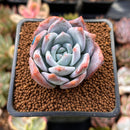 Echeveria 'Trumso' 1" Powdery Succulent Plant