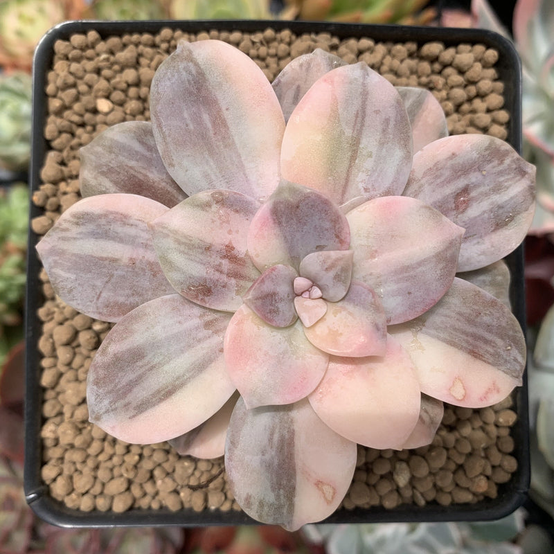 super bum succulent Quetzalcoatlia 'Pentandra Superba' Variegated 4" Succulent Plant (Form –  True Succulents Plant Co