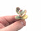 Cotyledon Orbiculata Variegated Cutting Very Rare 2”-3” Succulent Plant
