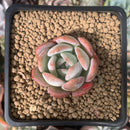 Echeveria 'Star Mark' 2" Succulent Plant