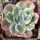 Echeveria 'Secunda' Variegated 2" Succulent Plant