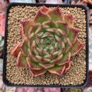 Echeveria Agavoides 'Elizabeth' 3" Succulent Plant