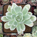 Echeveria 'Lemon Lime' Variegated 3" Succulent Plant