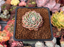 Echeveria 'Sarahime' Hybrid 2" Succulent Plant