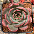 Echeveria 'Glam Pink' 3" Succulent Plan