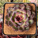 Echeveria sp. 3” Air Magic Hybrid Succulent Plant