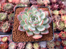 Echeveria 'Peach Candy' 2"-3" Powdery Succulent Plant