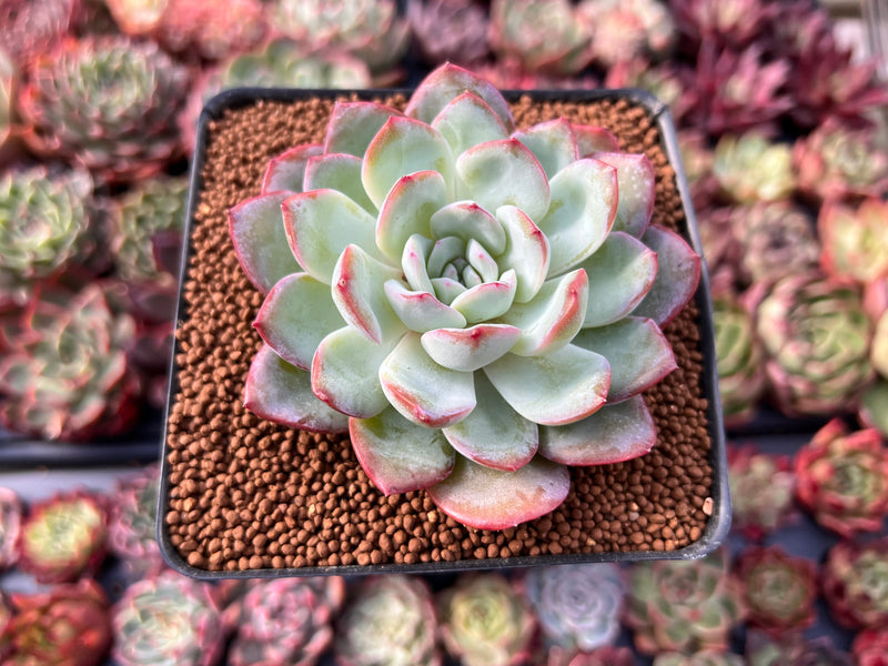 peach succulents Echeveria 'Peach Candy' 2"-3" Powdery Succulent Plant