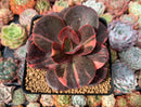 Echeveria 'Primadonna' Variegated 3"-4" Succulent Plant