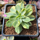 Echeveria 'Bob Jolly' Variegated 1"-2" Succulent Plant