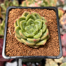 Echeveria 'Super Jelly' 2" Succulent Plant