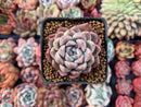 Echeveria 'Hanekansu' New Hybrid 1" Succulent Plant