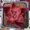 Echeveria Agavoides 'Red Plum' 1" Succulent Plant